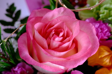 バラ　ピンク　大輪