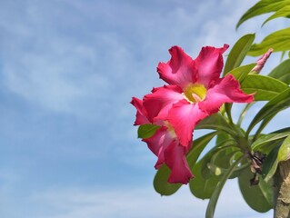Beautiful pink adenium flower with against a bright blue sky with scattered clouds, low angle view, copy space