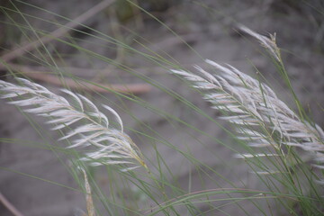 Village and Nature Lifestyle – Trees, Rivers, Fishing, Boats, Greenery, Flowers, and Traditional Life Elements