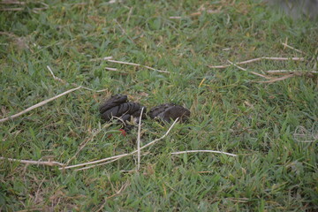 Village Life and Nature – Farm Animals, Horse Cart, River, Chickens, People, Green Fields, and Rural Lifestyle in Natural Surroundings