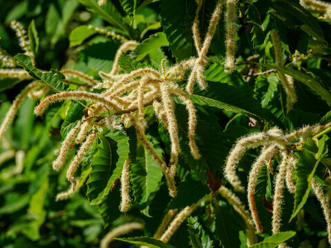 Yellow flowers of the sweet chestnut (Castanea sativa) on a branch.
