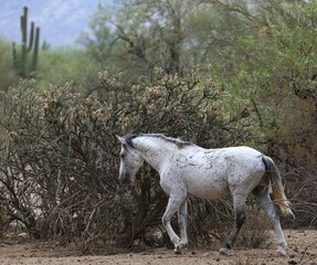 Obraz premium Wild Stallion in the Desert
