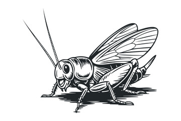 Detailed line drawing of a cricket insect on transparent background. Vector hand drawn