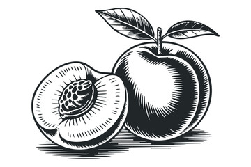 Peach Fruit Half and Whole with Leaves Engraved Style. Vector hand drawn