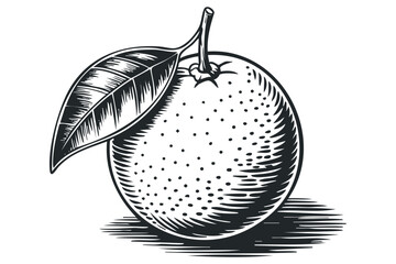 Orange fruit with leaf on transparent background. Vector hand drawn