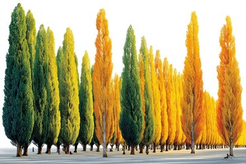Vibrant autumnal trees in a row, against a white background