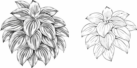 Two botanical illustrations of hosta plants with detailed leaf venation and shading techniques shown | editable eps vectors silhouette