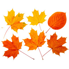 Obraz premium Close up photo, collection set of five different orange and yellow colorful leaves in autumn, isolated on panoramic transparent background, fall autumnal season, png file