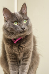 Exotic car studio portrait