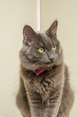 Exotic car studio portrait