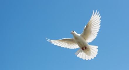 Fototapeta premium Dove in Flight Against Blue Sky: A pristine white dove soars through the expanse of a bright blue sky, its wings gracefully spread, symbolizing peace and freedom in the boundless atmosphere.