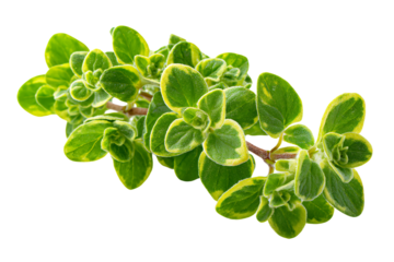 a green plant with yellow leaves on a white background