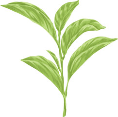 Hand Drawing Painting of Tea Plant Botanical Illustration