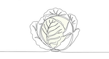 Obraz premium A minimalist line drawing of a cabbage, a single continuous black line capturing its round form and layered leaves. Isolated on a white background.