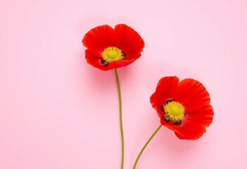 Obraz premium Two vibrant red poppies with yellow centers diagonally arranged on a soft pink background, leaving blank space , design, image