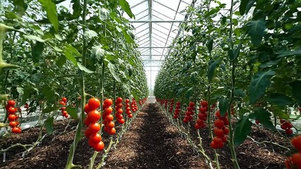 Wide shot of greenhouse interior filled with ripe tomatoes hanging on vines