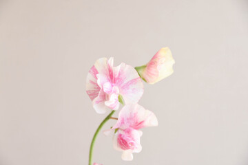 ピンクのスイートピー