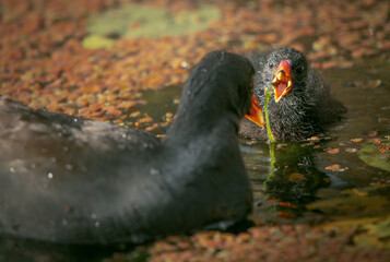 Dusky moorhen parent and chick