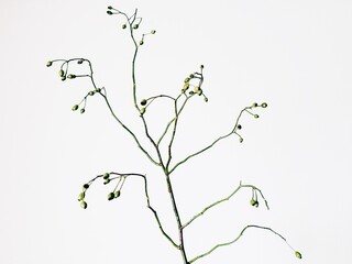 花,実,野バラ,シンプル,切り取り