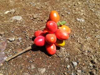 hdr,A bunch of fruit ( Gnetum gnemon Linn) on the land ed and orange color with ripe condition.This fruit is used as raw material for making crackers