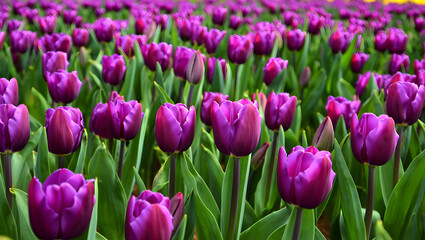 Obraz premium Vibrant field of purple tulips in full bloom capturing spring's beauty