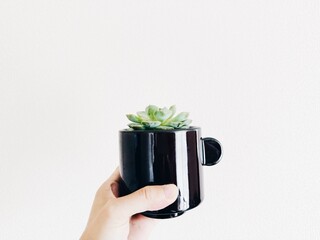 エケベリア,多肉植物,シンプル,切り取り,暮らし