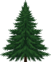 Evergreen pine tree illustration with green branches and needles, natural conifer plant, isolated vector design for forest, nature, Christmas and winter