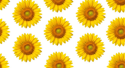 seamless pattern with sunflowers