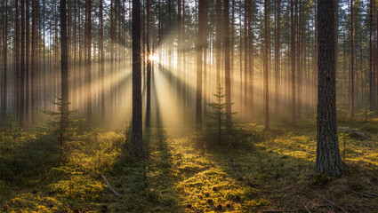 Fototapeta premium Atmospheric Sunlight Pine Forest in Early Morning Light Landscape