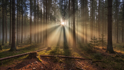 Fototapeta premium Sunlight Shining Through the Mystical Pine Forest During Sunrise Landscape