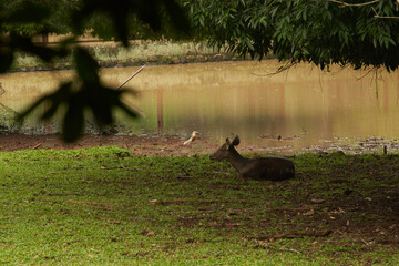 A deer rests peacefully on the grass near a calm pond, while a bird stands by the muddy water’s edge, creating a serene wildlife scene in nature                               