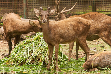 A group of deer gathers to enjoy mealtime around a pile of green grass in a zoo enclosure. One deer stands in the foreground, staring warily at the camera while chewing