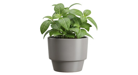 Fototapeta premium fresh basil in a pot