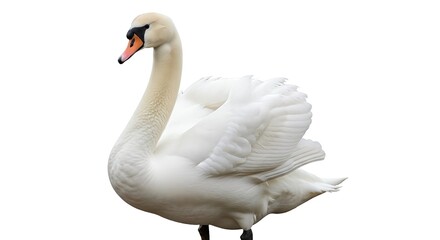 Obraz premium White swan with graceful neck and plumage details