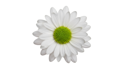 daisy isolated on white
