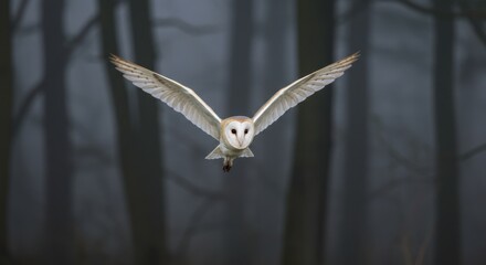 Barn Owl in Flight Through Foggy Twilight Forest