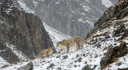 Snow Leopard Mother Guiding Cubs Through Rocky Mountain Pass in Snowfall