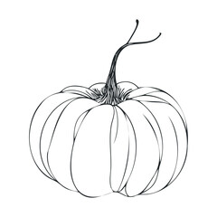 Decorative pumpkin line art for autumn celebrations and designs. Vector hand drawn illustration

