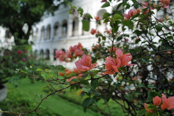 flowers in the garden