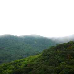 Obraz premium Misty mountain valley covered with dense green forest under cloudy sky, showing natural wilderness, lush landscape, and peaceful untouched nature environment