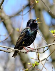 A starling bird perched on a branch, singing