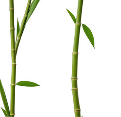 Fototapeta premium Close-up of two bamboo stalks with vibrant green leaves (1)