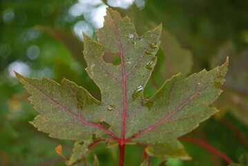 closeup maple leaves