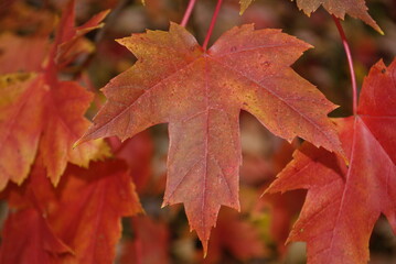 closeup maple leaves