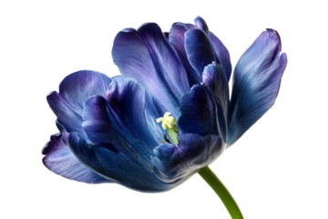 a close up of a purple flower with a white background
