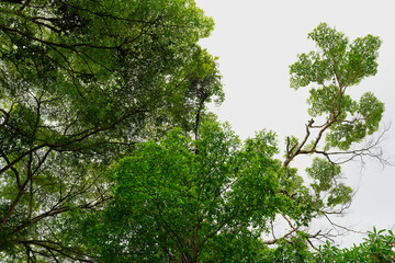 Beautiful green leaves blue sky nature background.