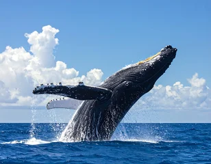 Papier peint photo  Majestic humpback whale breaches gracefully in vibrant ocean setting against a backdrop of fluffy clouds.  © Sarana