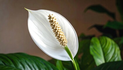 A pristine, white peace lily bloom stands out against a backdrop of lush, green foliage, showcasing delicate textures and a serene ambiance.