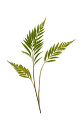 Fototapeta premium Close-up of two fern-like leaves on a stem