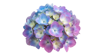 lilac flower isolated on white background